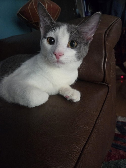 Minden, Young Domestic Short Hair (short coat), cat for adoption in Largo, Florida