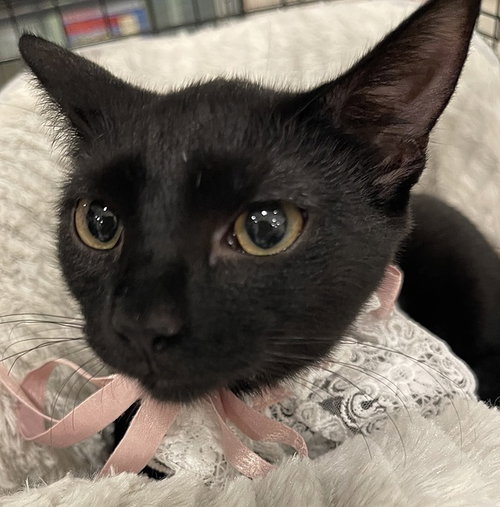 Tutti Adams, Young Domestic Short Hair (short coat), cat for adoption in Largo, Florida