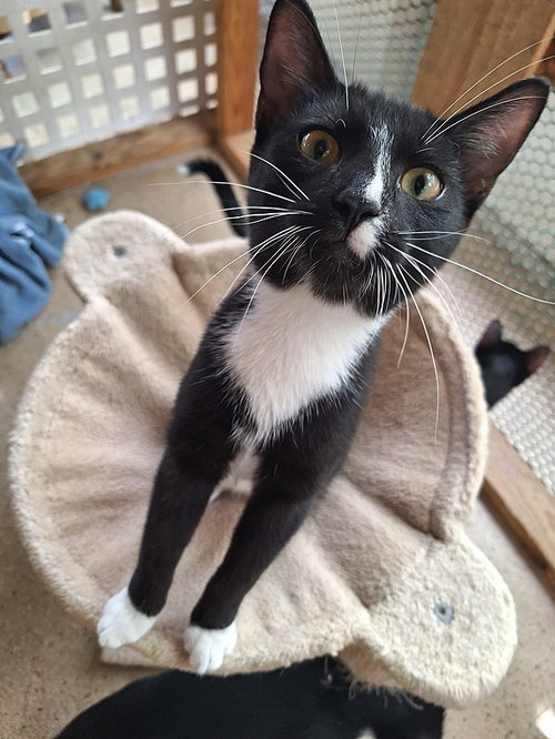 Cumin, an adoptable Domestic Short Hair in Tampa, FL