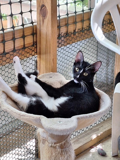 Oregano, Young Domestic Short Hair (short coat), cat for adoption in Largo, Florida