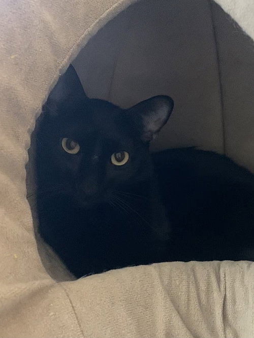 Cody, Young Domestic Short Hair (short coat), cat for adoption in Largo, Florida
