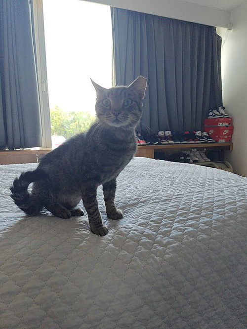 Squeaky, an adoptable Domestic Short Hair in Tampa, FL
