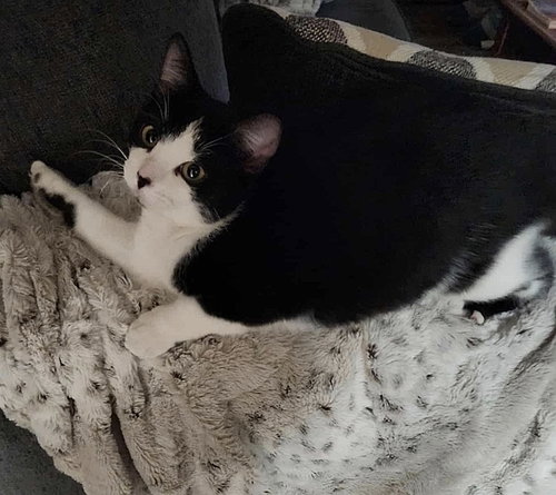 Jojo, Young Domestic Short Hair (short coat), cat for adoption in Largo, Florida