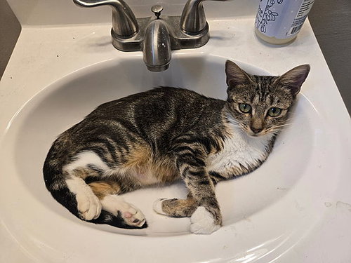 Mama Georgia, an adoptable Domestic Short Hair in Tampa, FL