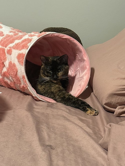 Noe, an adoptable Domestic Short Hair in Tampa, FL