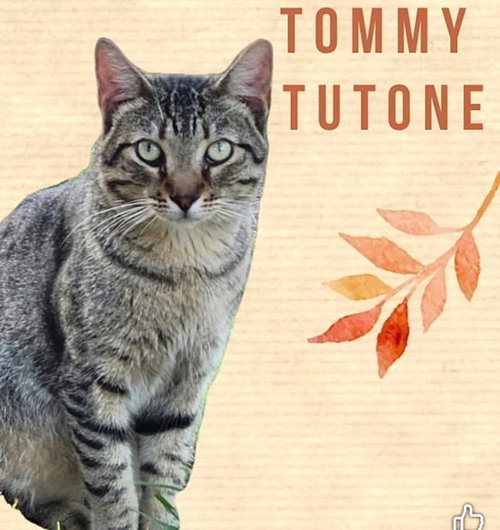 Tommy Tutone, an adoptable Domestic Short Hair in Tampa, FL