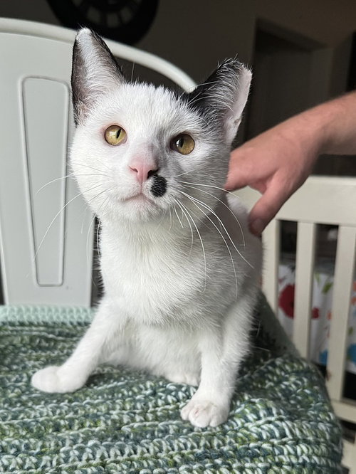 Jayson, an adoptable Domestic Short Hair in Tampa, FL