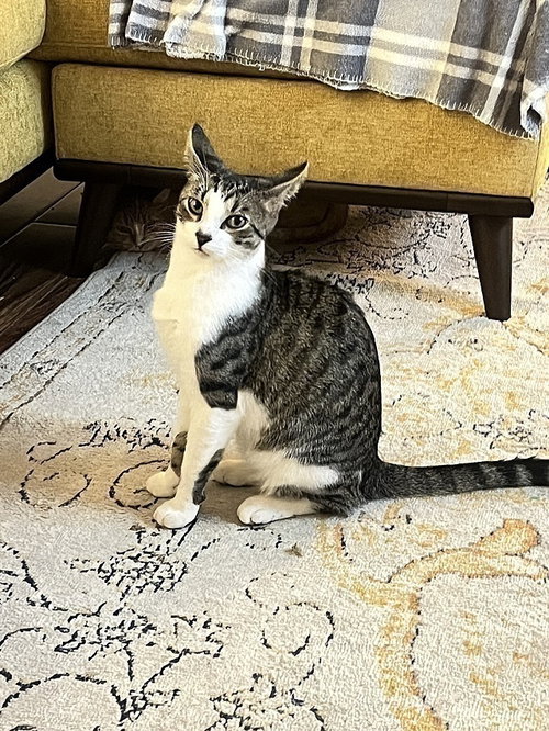 Elvis, an adoptable Domestic Short Hair in Tampa, FL