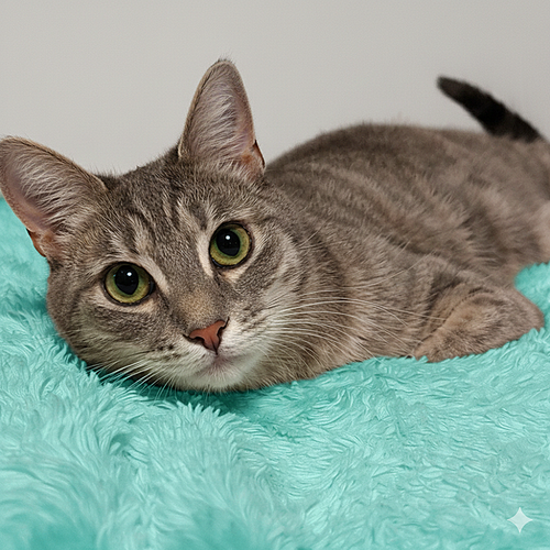 Luna LuLu Adams, an adoptable Domestic Short Hair in Tampa, FL