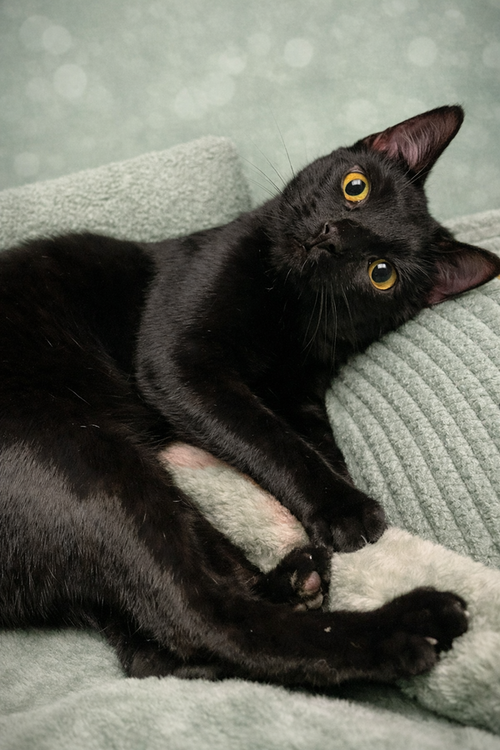 Pinky Adams, an adoptable Domestic Short Hair in Tampa, FL
