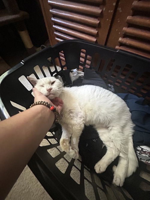 Birdy, a cat for adoption from St Francis Society Animal Rescue