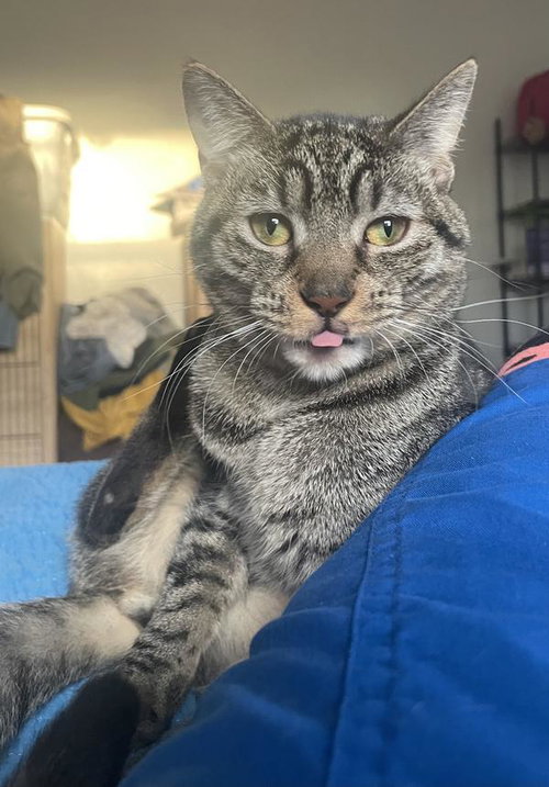 Kelly, a cat for adoption from St Francis Society Animal Rescue