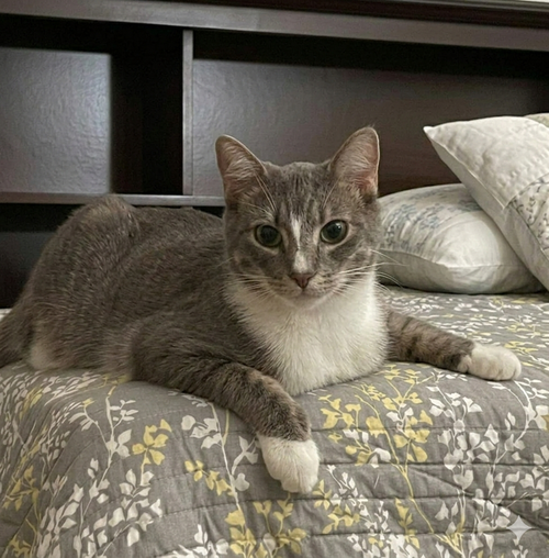 Mekki, a cat for adoption from St Francis Society Animal Rescue
