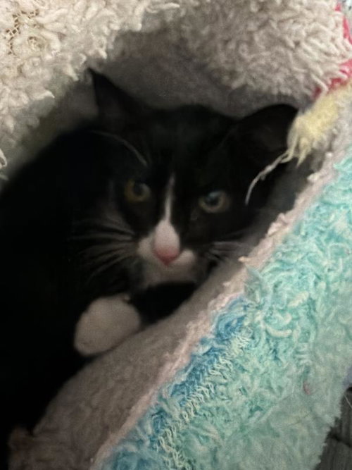 Gardenia (kr), a cat for adoption from St Francis Society Animal Rescue