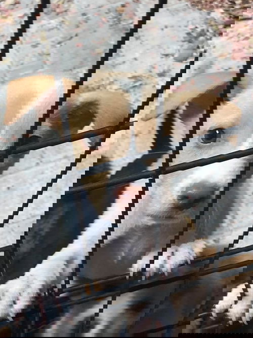 Tinny