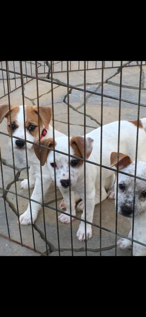 2 Males 2 Females Cattle Mix