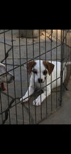 2 Males 2 Females Cattle Mix