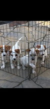 2 Males 2 Females Cattle Mix