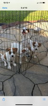 2 Males 2 Females Cattle Mix
