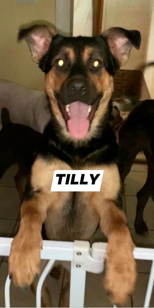 Tilly