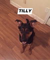 Tilly