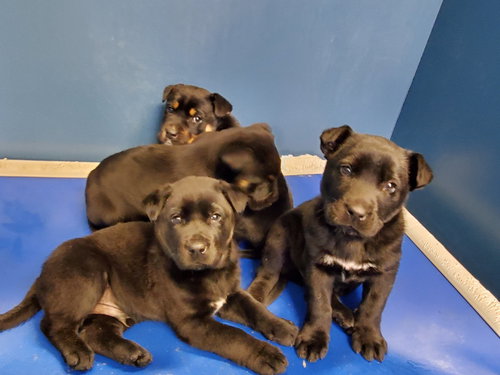 4 Male Rottie mixes