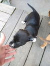 Pit Mix Puppies 4