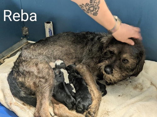 Reba and 4 babies