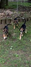 Hound Beagle Puppies