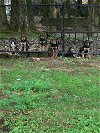 Hound Beagle Puppies