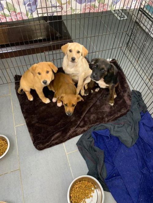 4 Lab Pups