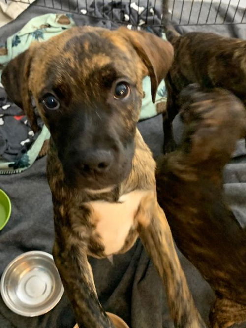 Pit Boxer Mixes  ( 2 Females )