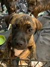 Pit Boxer Mixes  ( 2 Females )