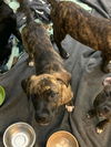 Pit Boxer Mixes  ( 2 Females )