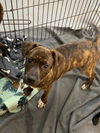 Pit Boxer Mixes  ( 2 Females )