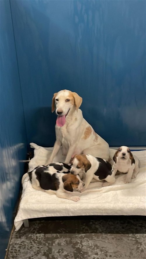 Candy and Her Babies