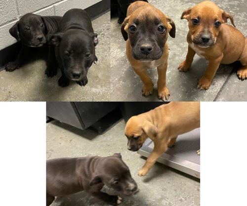 Boxer Mix Puppies