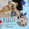 Benji