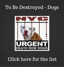 ACC NYC EMERGENCY DOGS TO FOSTER