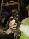 Pit hound puppies litter of 6