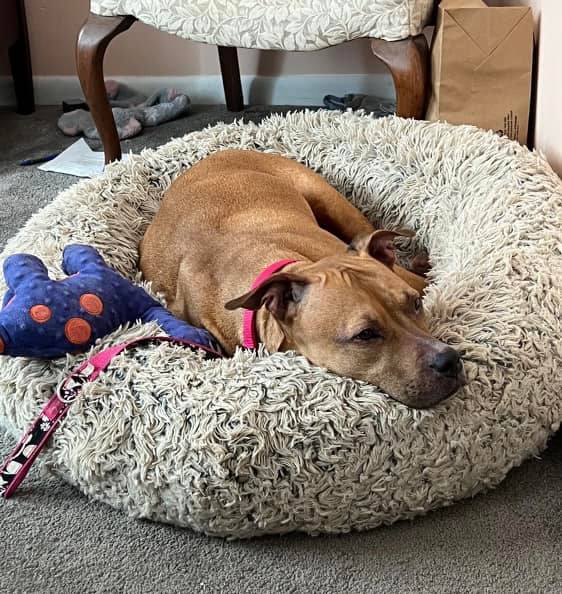 Dutchess' No Paw Left Behind Animal Rescue New Jersey