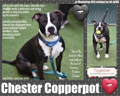 Chester Copperpot