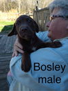 Bosley