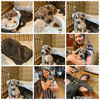 Shepherd/Catahoula puppies