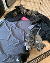 Shepherd/Catahoula puppies