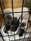 Shepherd/Catahoula puppies