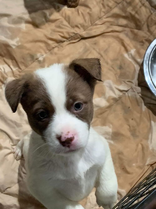 Retriever mix litter of 9