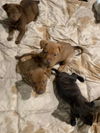 Retriever mix litter of 9