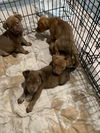 Retriever mix litter of 9