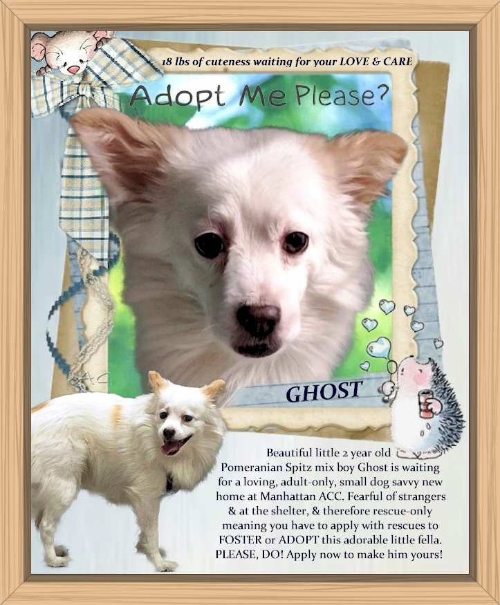 Ghost's No Paw Left Behind Animal Rescue New Jersey